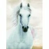 Diamond Dotz Imperial Stallion 48cm X 65cm